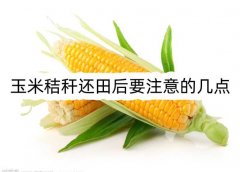 玉米秸秆还田后应该注意的什么时间